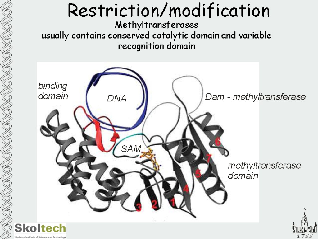 Restriction/modification Methyltransferases usually contains conserved catalytic domain and variable recognition domain